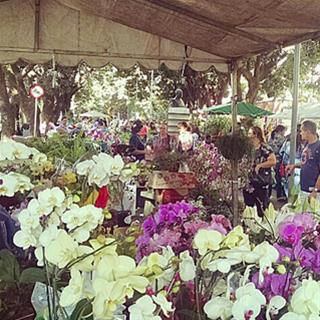 Feira das Flores