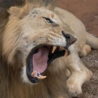 Zoológico de Belo Horizonte